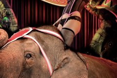 CIRCUS-THEMED-PHOTOGRAPHY-1
